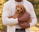 A man holding a labradoodle puppy and wearing a stack of gemstone and leather bracelets.