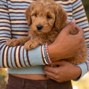 A close-up of a person holding an adorable puppy and wearing a stack of Snow, Aquamarine and Pink Rhodonite beaded bracelets